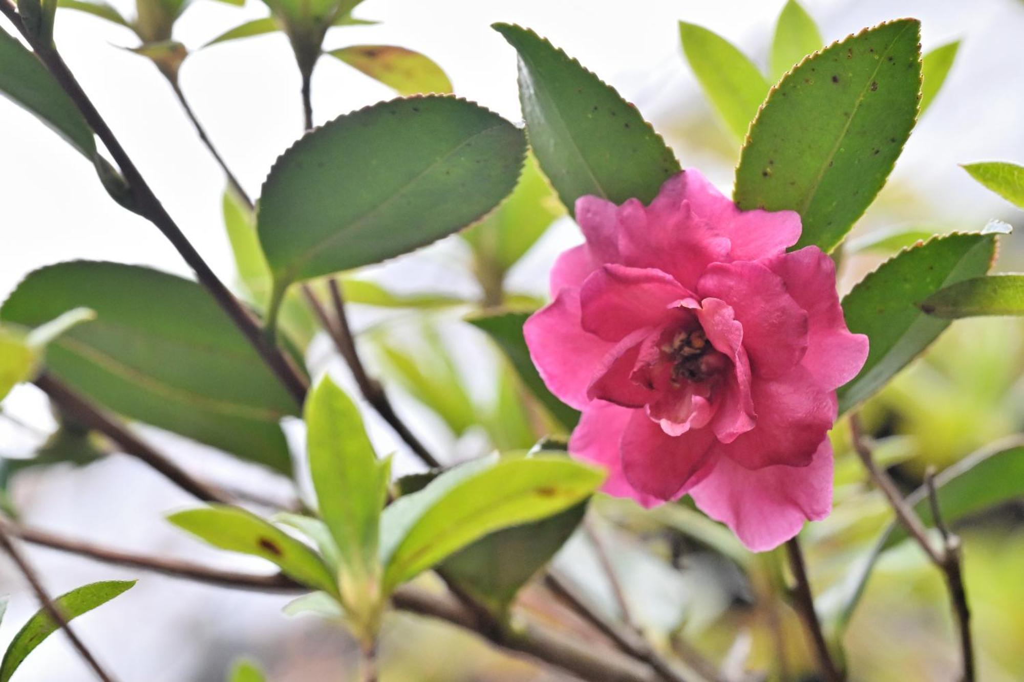 Shikinosato Hanamura Minamioguni Bagian luar foto